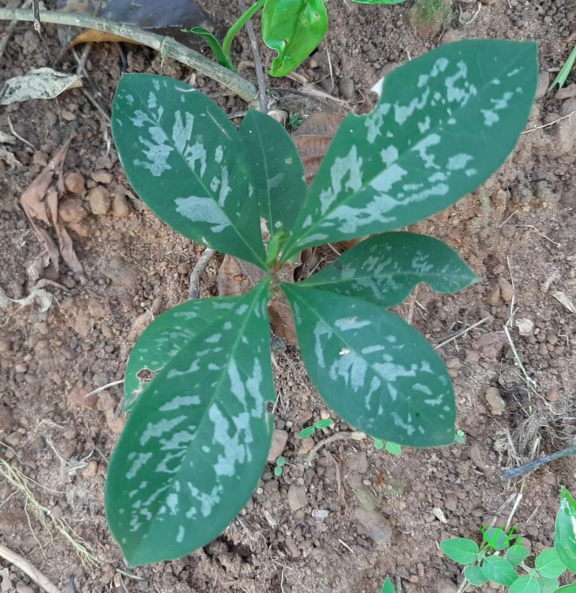 Ixora calycina Thwaites